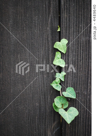 板塀からハートアイビー 4489640