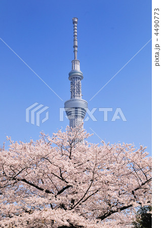 スカイツリーと桜 4490773