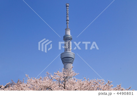 スカイツリーと桜 4490801