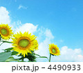 花の都公園のひまわり 4490933