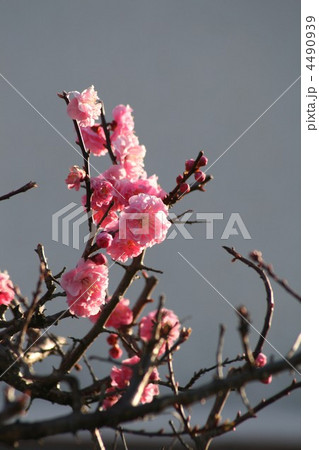 紅梅（八重咲）004 4490939