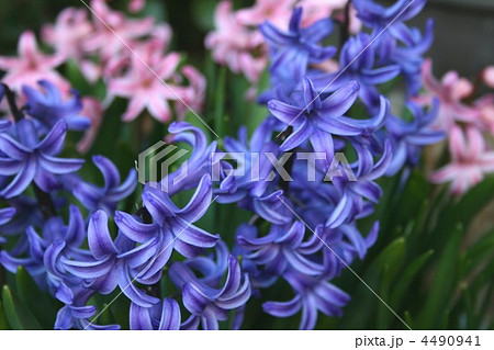 ヒヤシンス001 ヒヤシンス001 4490941