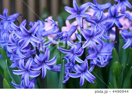 ヒヤシンス003 4490944