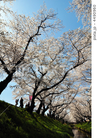 お花見 お花見 4490960