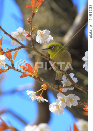 桜の枝にとまるメジロ 4491138