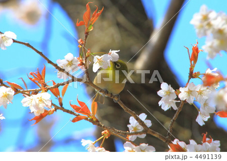 桜の枝にとまるメジロ 桜の枝にとまるメジロ 4491139