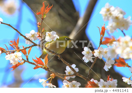 桜の枝にとまるメジロ 4491141