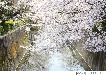 桜咲く 4491318