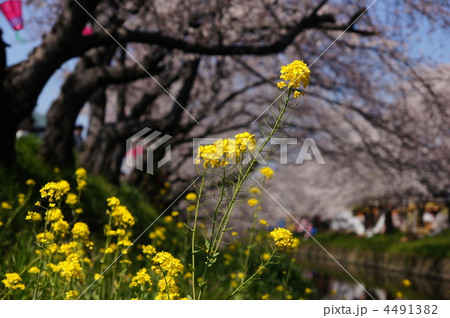 五条川　さくら祭り 4491382