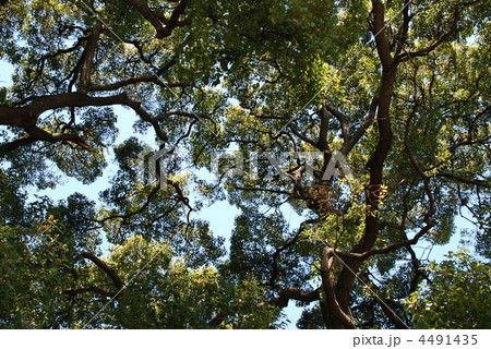 春のクスノキ 春のクスノキ 4491435