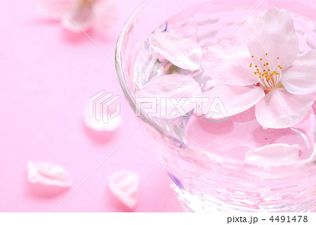 花見酒 花見酒 4491478