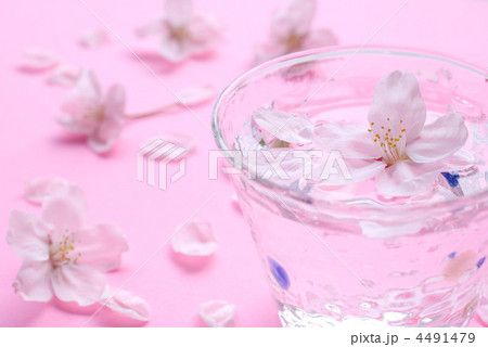 花見酒 花見酒 4491479