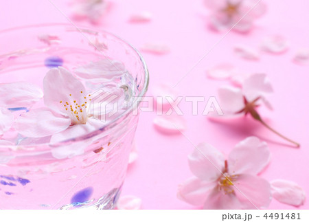 花見酒 花見酒 4491481