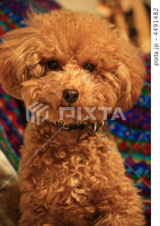 トイプードル 4491482