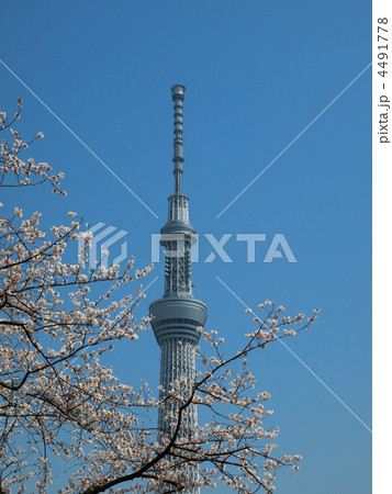 スカイツリーと桜 スカイツリーと桜 4491778