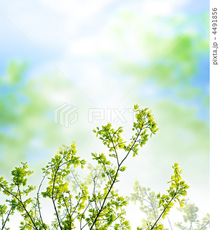 若葉 若葉 4491856