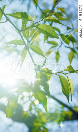 木漏れ日と新緑 木漏れ日と新緑 4491879