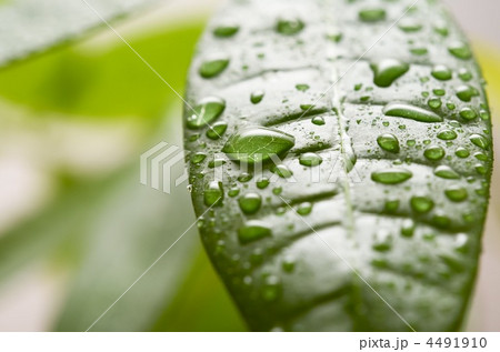葉の水滴（マクロ） 4491910