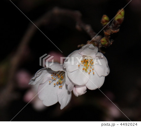 夜桜 夜桜 4492024