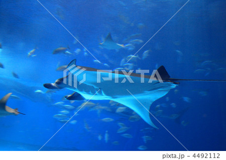 水族館 水族館 4492112