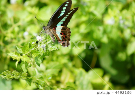 日本薄荷(ハッカ)に夢中な青条揚羽 4492136