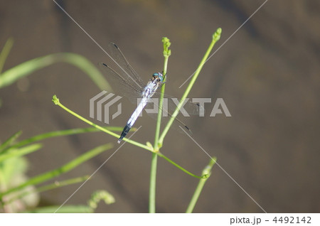 塩辛蜻蛉　しがみ付いて休憩中。 4492142
