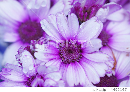 富貴桜(ふきざくら) サイネリアと呼ばれています。 富貴桜(ふきざくら) サイネリアと呼ばれています。 4492147