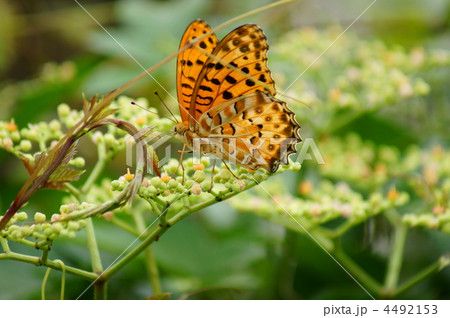 褄黒豹紋　ツマグロヒョウモンと申します。 4492153