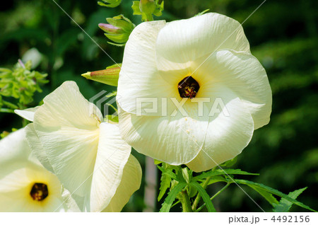 黄蜀葵とろろあおい　花オクラと呼ばれています。 4492156