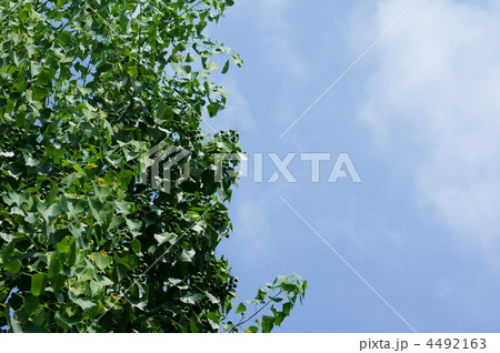 夏の南京黄櫨(なんきんはぜ) 4492163