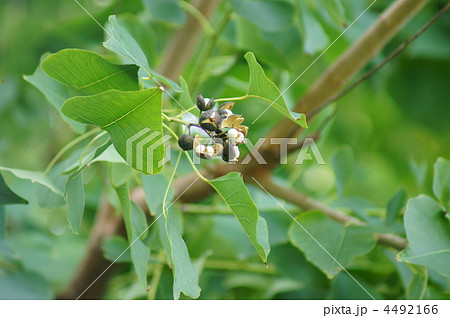 秋の南京黄櫨(なんきんはぜ)　実が弾けました。 4492166