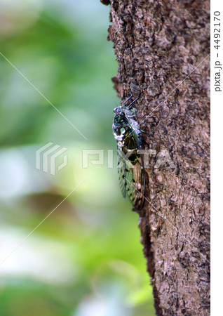 ミンミン蝉　木陰でお食事中 4492170