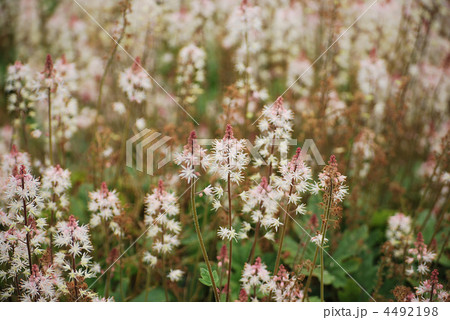 ツボサンゴの花 4492198