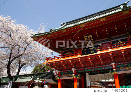 神田明神と桜 4492201