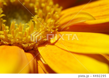 ガーベラ ガーベラ 4492295