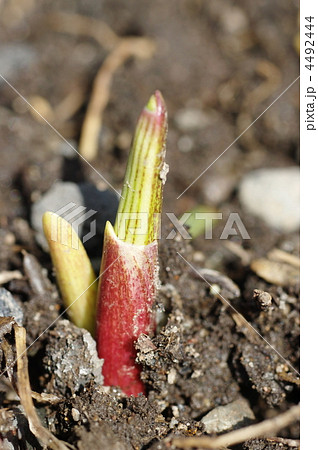 ギョウジャニンニクの新芽 ギョウジャニンニクの新芽 4492444