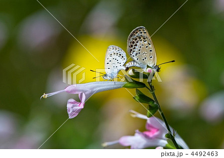 シジミチョウの交尾 シジミチョウの交尾 4492463