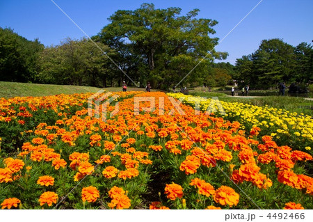 長居植物園のマリーゴールド 4492466
