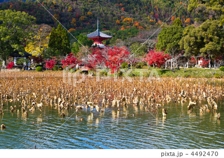 大覚寺の紅葉 大覚寺の紅葉 4492470