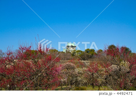 大阪城梅林 大阪城梅林 4492471