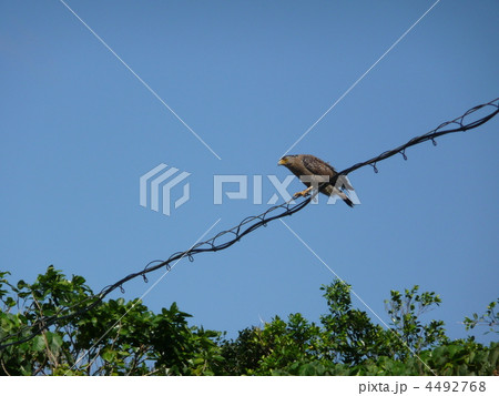 狙うカンムリワシ 4492768