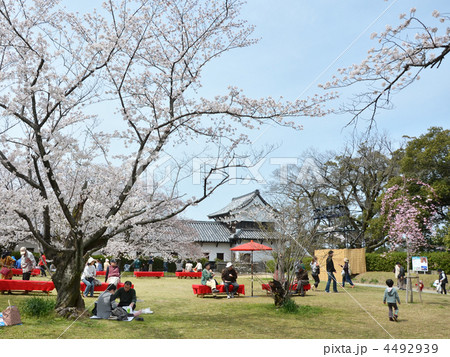舞鶴公園の花見 舞鶴公園の花見 4492939
