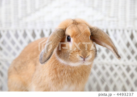 ロップイヤーラビット 4493237