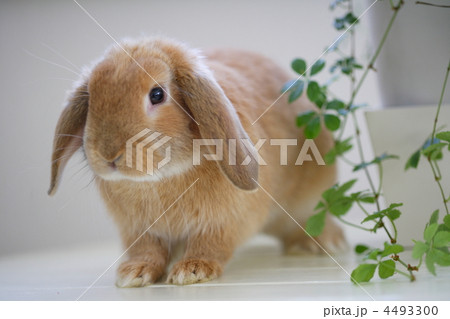ロップイヤーラビットの写真素材 [4493300] - PIXTA
