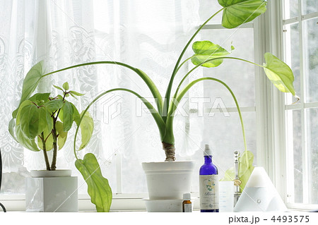 観葉植物 観葉植物 4493575