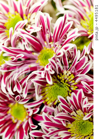 Chrysanthemum Flowers 4495181