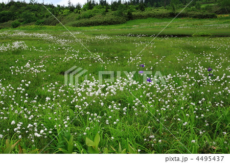 栂池自然園のワタスゲ群落 4495437