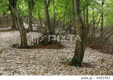 月山・新緑と残雪のブナ原生林 4495463