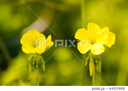 オオキバナカタバミ 4495466