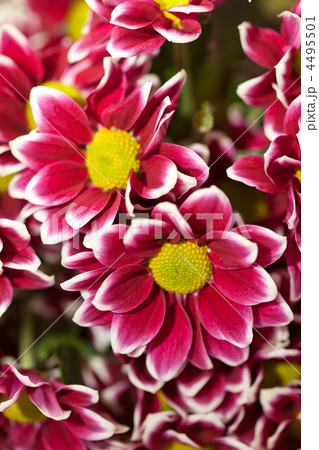 Chrysanthemum Flowers 4495501